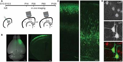 Pyramidal Neurons in Different Cortical Layers Exhibit Distinct Dynamics and Plasticity of Apical Dendritic Spines